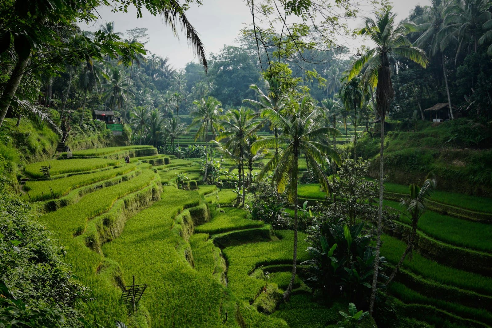 Terrazas de arroz de Tegallalang, Bali